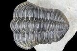 Bargain, Pedinopariops Trilobite - Mrakib, Morocco #137686-6